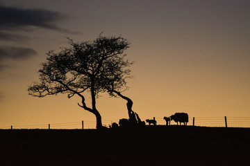 Fototapeta na wymiar Yorkshire lamb twilight [1]