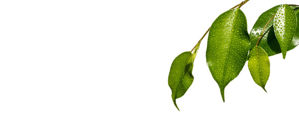 green leaves isolated on white background