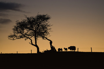 Fototapeta na wymiar Yorkshire lamb twilight [3]