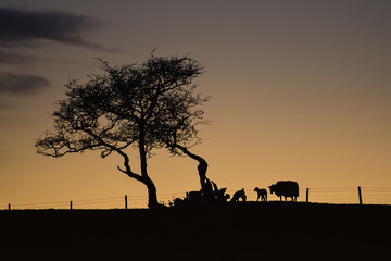 Fototapeta na wymiar Yorkshire lamb twilight [2]