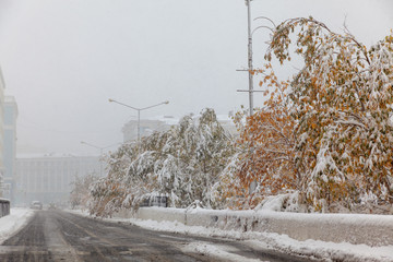 Trees under the first snow, Norilsk