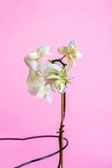 White Phalaenopsis orchid on pink background.