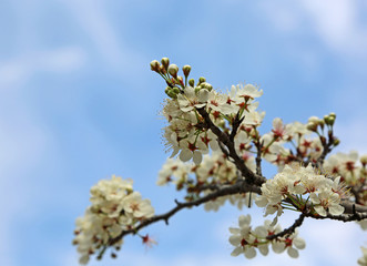 Pear tree blossom on blue sky