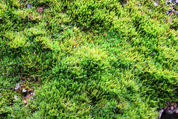 Green moss texture. Moss natural background. Close-up photo.