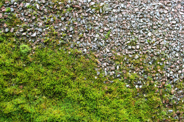 Bright green moss on the old stone wall. Close-up photo.