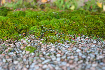 Bright green moss on a horizontal rocky surface. Close-up photo with selective focus.