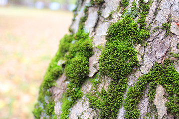 Moss on tree bark. Close-up photo with selective focus.