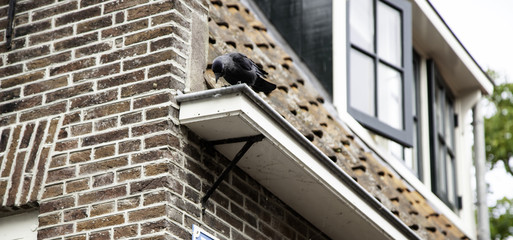 Fototapeta premium Raven black street