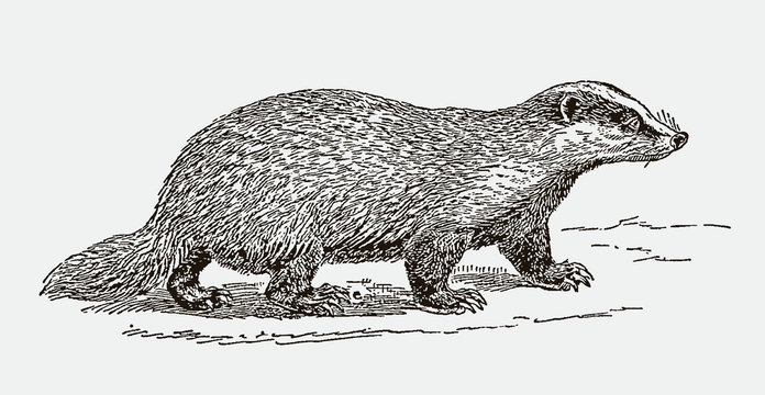 American badger taxidea taxus in side view, after engraving from 19th century