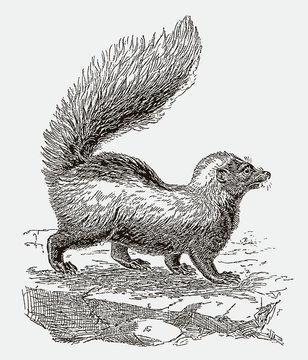 Striped skunk mephitis in side view in defensive posture with its erect and puffed tail. Illustration after an engraving from the 19th century