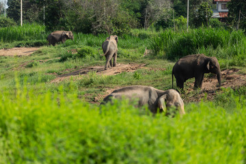 Elephants that are raised And have control in the zoo. Surin, Thailand