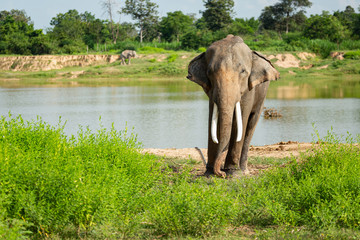 Fototapeta premium Elephants that are raised And have control in the zoo. Surin, Thailand