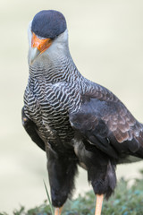 Caracara (Schopfkarakara, Caracara plancus)