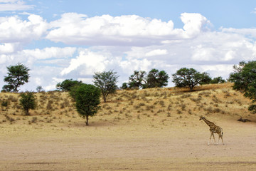 Fototapeta na wymiar Giraffe in the landscape with clouds of the Kgalagadi Transfrontier Park in South Africa