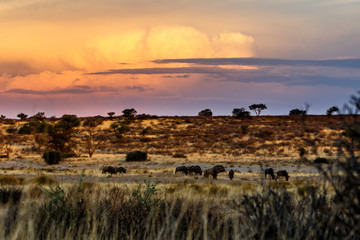 Wildebeest in the landscape  with clouds at sundown of the Kgalagadi Transfrontier Park in South Africa