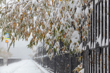 Trees under the first snow, Norilsk