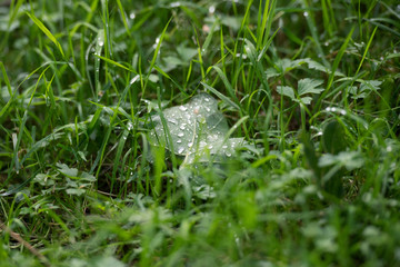 Water Droplets on Leave in Grass