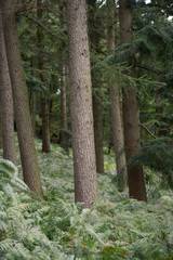 Obraz premium Bare Tree Trunk in Woodland Undergrowth