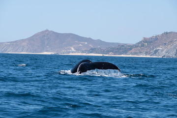 tail of a whale coming out of the blue sea with hills on the back and a small city