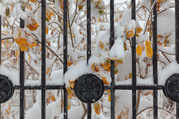 Trees under the first snow, Norilsk