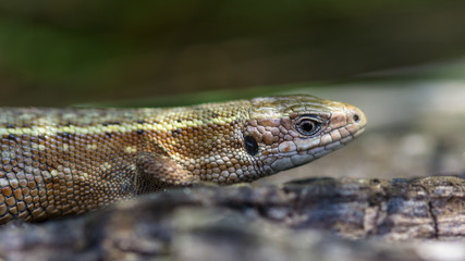 Common wall lizard (Podarcis muralis)