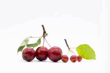 small apples on a branch. isolated apples are a small variety the size of cherries