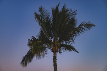 Fototapeta na wymiar Sunset Palm Tree