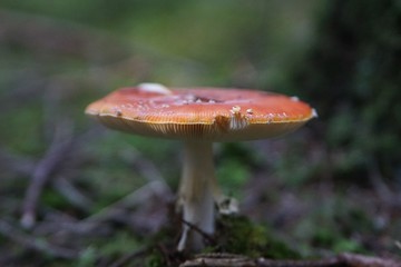 Grosser Fliegenpilz im Wald