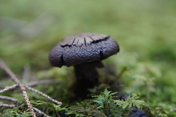Schokolade brauner Pilz im Wald