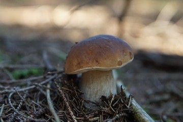 Kleiner Steinpilz  im Wald