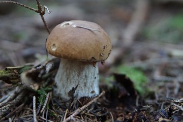 Steinpilz