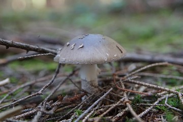 Pilz im Wald