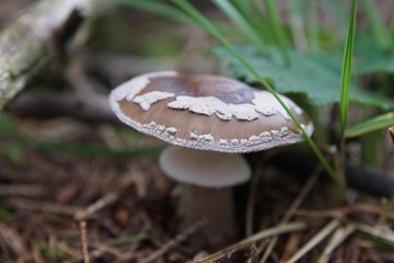 Besonders schöner Pilz im Wald