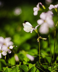 butterfly on a flower