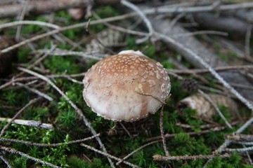 Pilz im Wald
