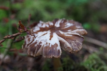Getrockneter Pilz im Wald