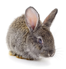 Gray rabbit isolated.