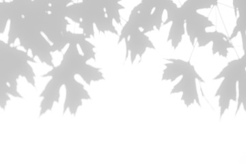 Overlay effect for photo. Gray shadow of the maple tree leaves on a white wall. Abstract neutral...