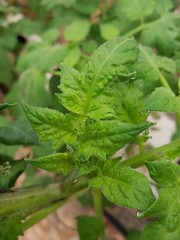 fresh mint leaves in the garden