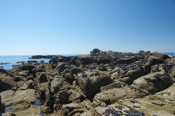 cote sauvage du croisic