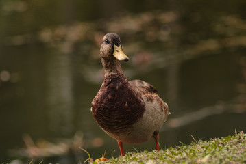 Thick wild duck on the shore of a pond in autumn close plan
