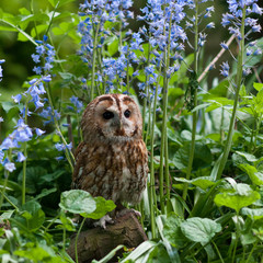Owl in Bluebells