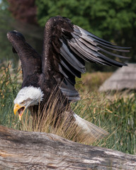Fish Eagle