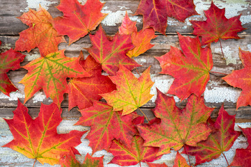 Autumn leaves on old wooden boards with peeling paint. Autumn background.