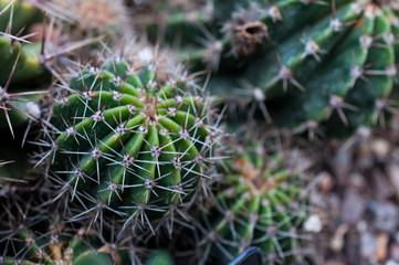 close up of cactus