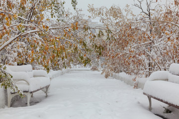 Trees under the first snow, Norilsk