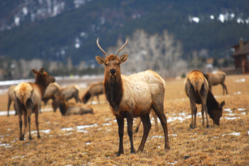 Naklejka na ściany i meble Elk In Montana