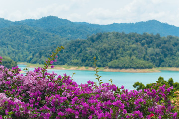 beautiful landscape with pink bougainvillea flowers on a background of blue lake