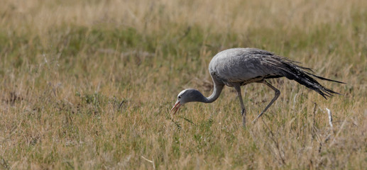 Blue Crane in the Savannah of Etosha, a National Park of Namibia