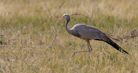Obraz premium Blue Crane in the Savannah of Etosha, a National Park of Namibia